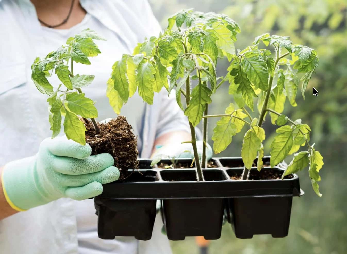 Рассада у меня всегда крепенькая и толстенькая: простые и понятные правила выращивания