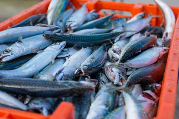 Шесть тонн небезопасной рыбы обнаружили в Свердловской области