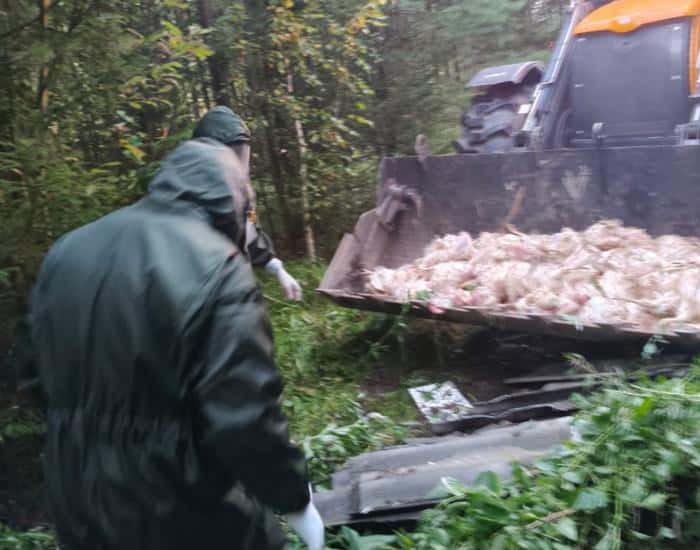 В деревне под Шалей зарегистрированы случаи завоза инфицированных животных